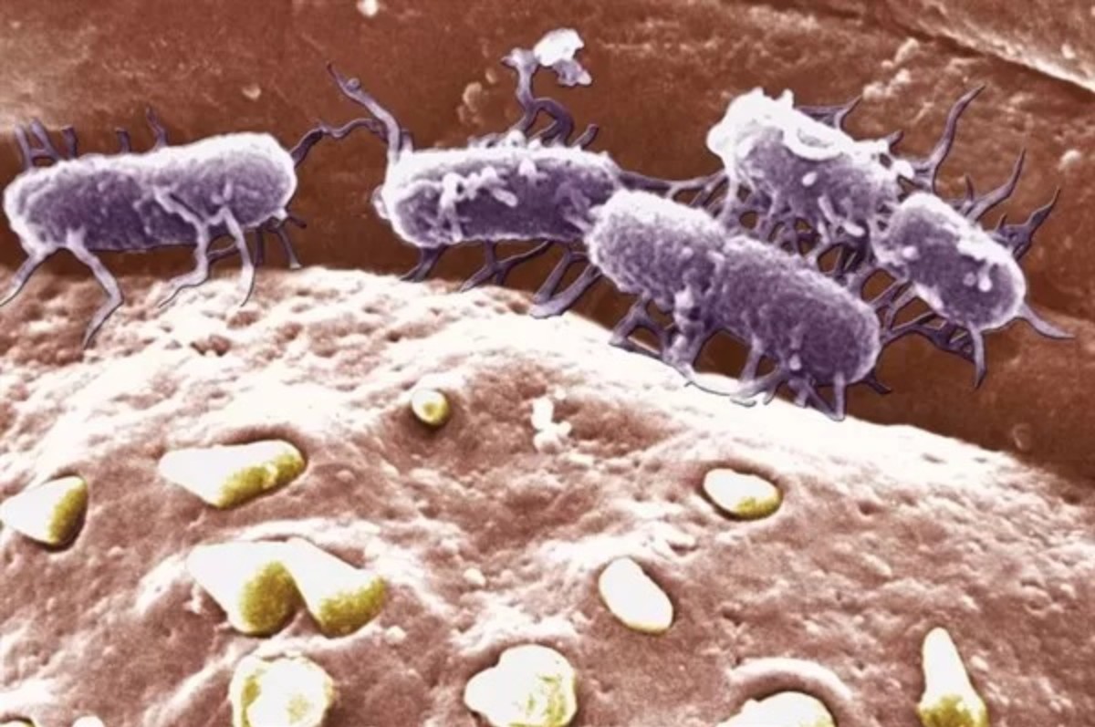 Domates suyu tifo hastalığa karşı dur diyecek