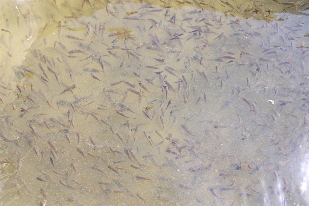 Edirne'nin İpsala ilçesindeki Su Ürünleri Üretim İstasyonu'nda bu yıl yetiştirilen 10 milyon yavru...