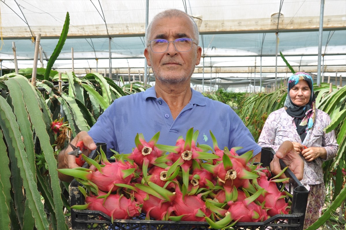 Mersin'in Silifke ilçesinde yaş meyve ve sebze ürünlerine alternatif olması amacıyla örtü altında...