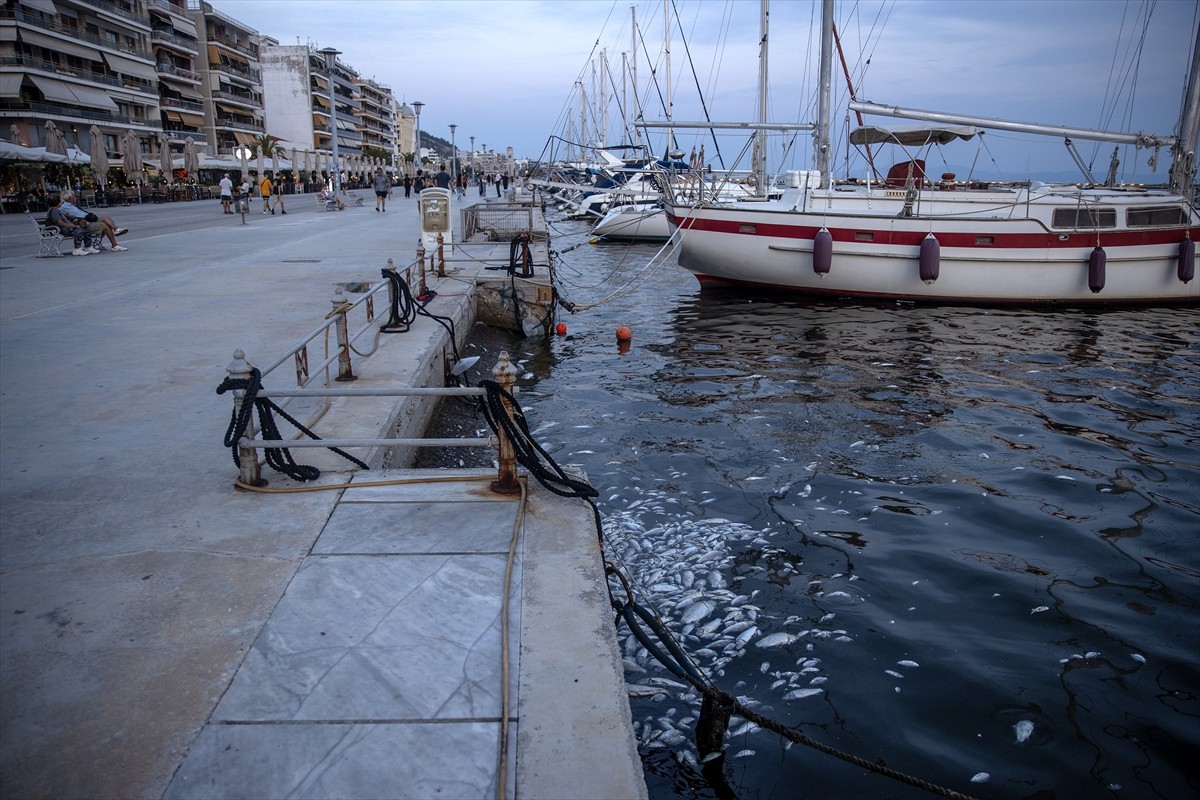 Yunanistan'ın orta kesiminde bulunan Volos kentinde 27 Ağustos'ta binlerce ölü balığın deniz...
