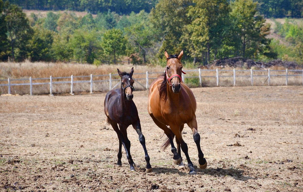 Bilecik'in Pazaryeri ilçesinde hara kuran girişimci Serhat Akbaş, Arap ve İngiliz cinsi yarış atı...