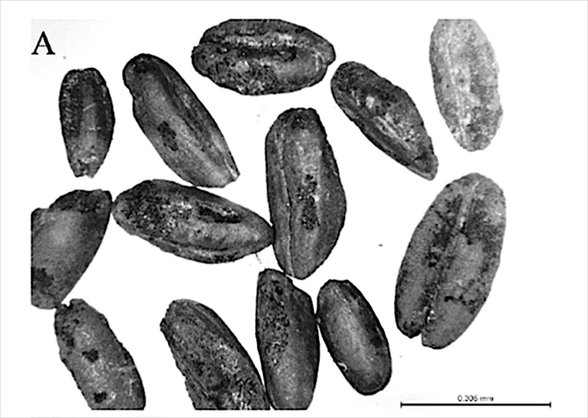 Anadolu'nun en eski yerleşim yerlerinden Mersin'deki Yumuktepe Höyüğü'nde yürütülen arkeobotanik...