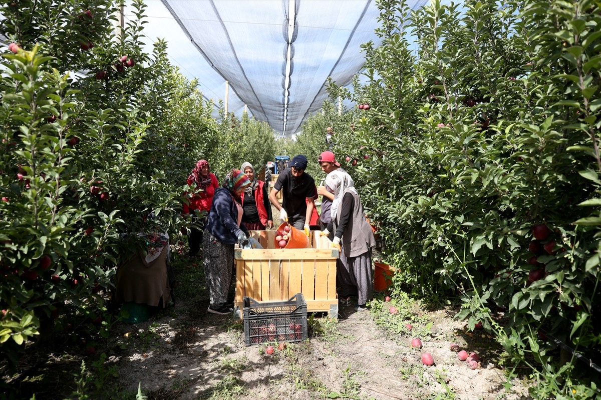 Kayseri'nin Yahyalı ilçesinde hasadı devam eden elma, Kanada, Hindistan, Suudi Arabistan ve Rusya...