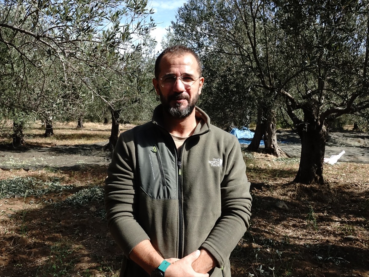 Türkiye'nin zeytinyağı üretiminin yüzde 10'unun karşılandığı Balıkesir'de zeytin hasadının...