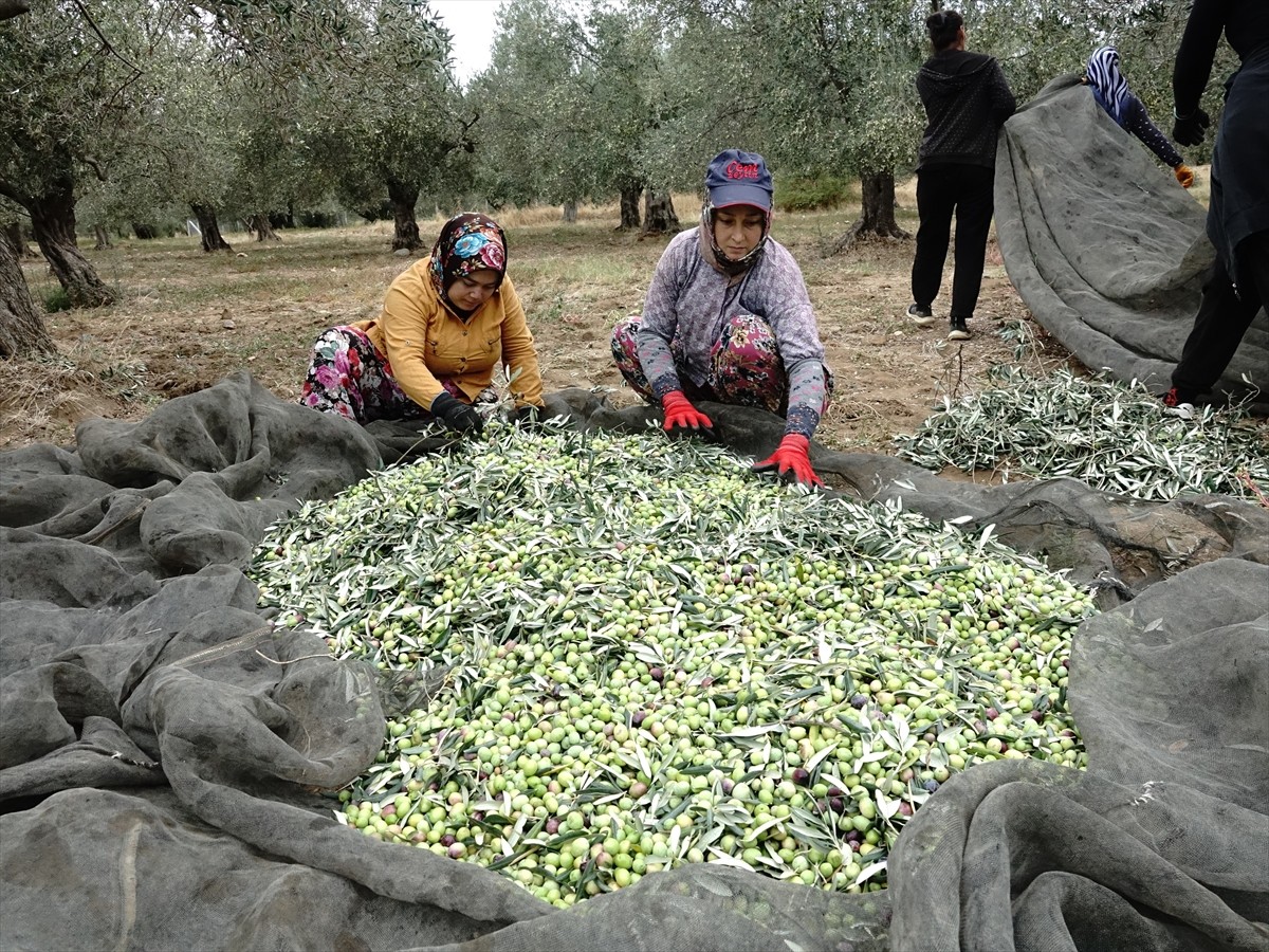 Türkiye'nin zeytinyağı üretiminin yüzde 10'unun karşılandığı Balıkesir'de zeytin hasadının...