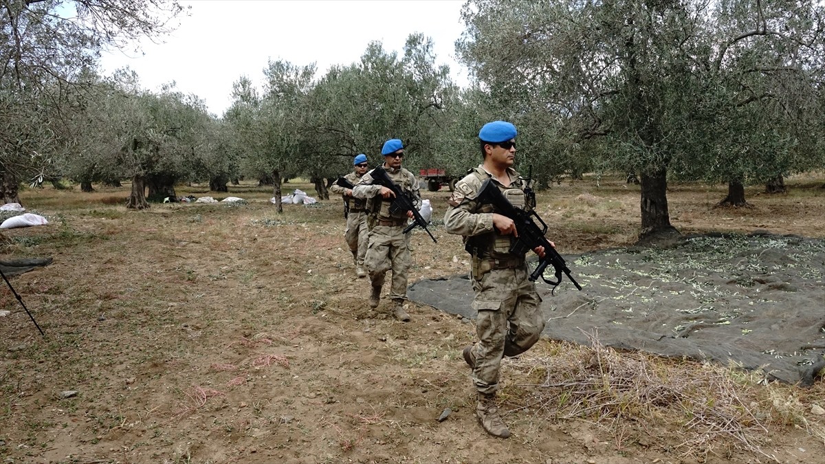 Türkiye'nin zeytinyağı üretiminin yüzde 10'unun karşılandığı Balıkesir'de zeytin hasadının...