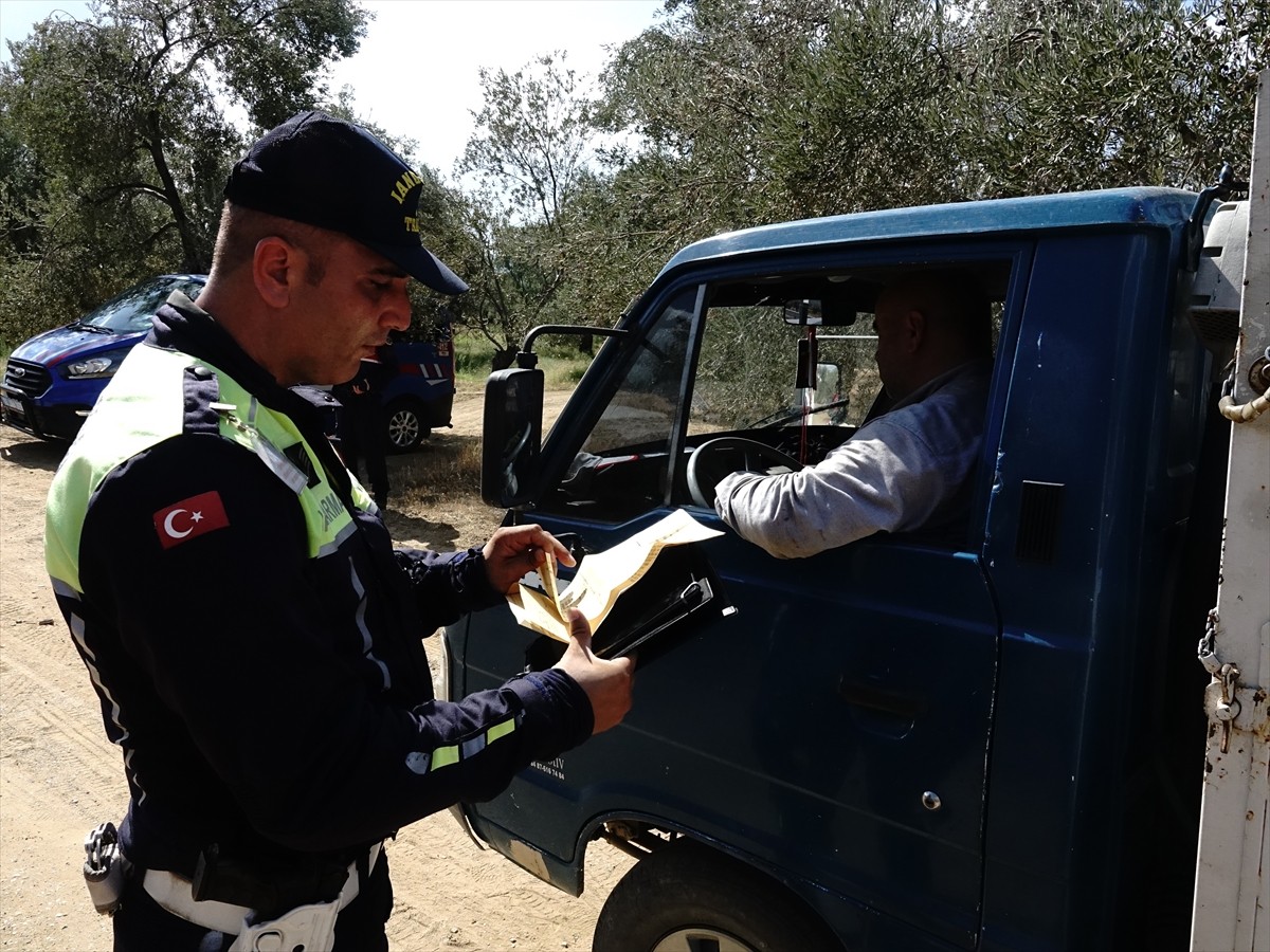 Türkiye'nin zeytinyağı üretiminin yüzde 10'unun karşılandığı Balıkesir'de zeytin hasadının...