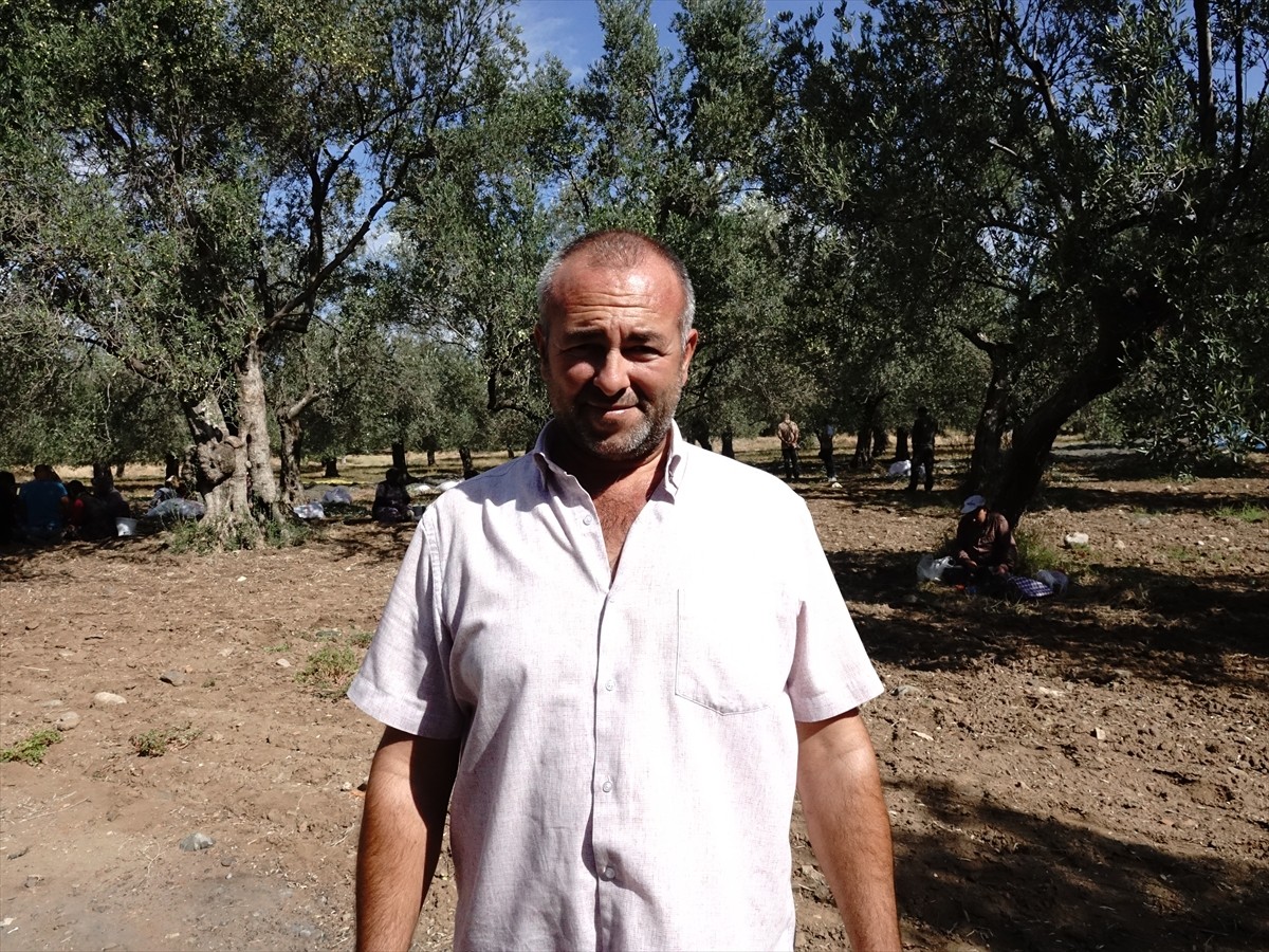 Türkiye'nin zeytinyağı üretiminin yüzde 10'unun karşılandığı Balıkesir'de zeytin hasadının...