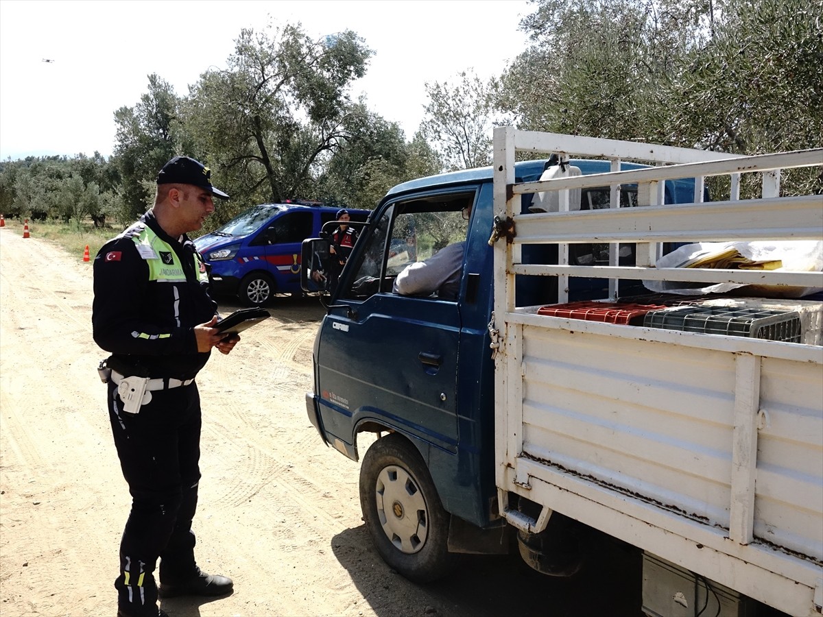 Türkiye'nin zeytinyağı üretiminin yüzde 10'unun karşılandığı Balıkesir'de zeytin hasadının...