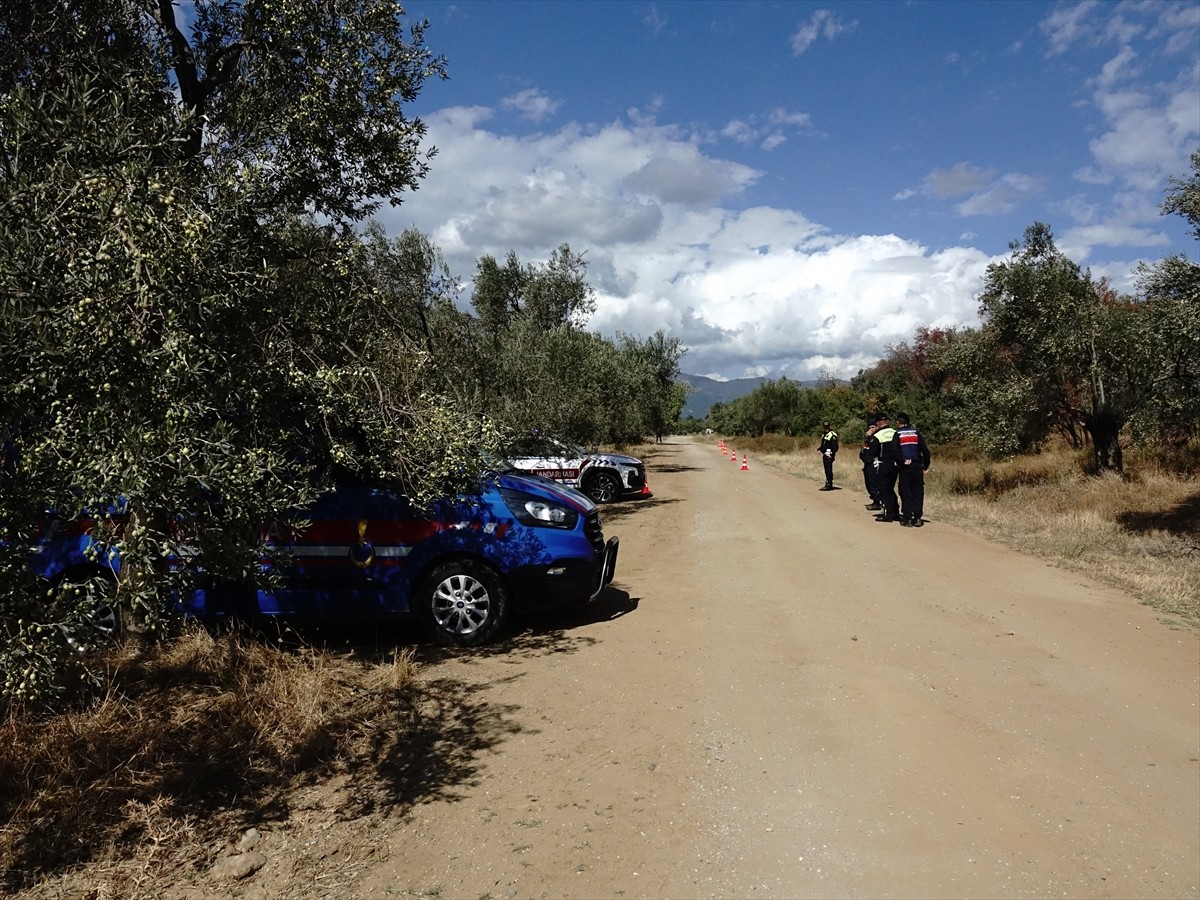 Türkiye'nin zeytinyağı üretiminin yüzde 10'unun karşılandığı Balıkesir'de zeytin hasadının...