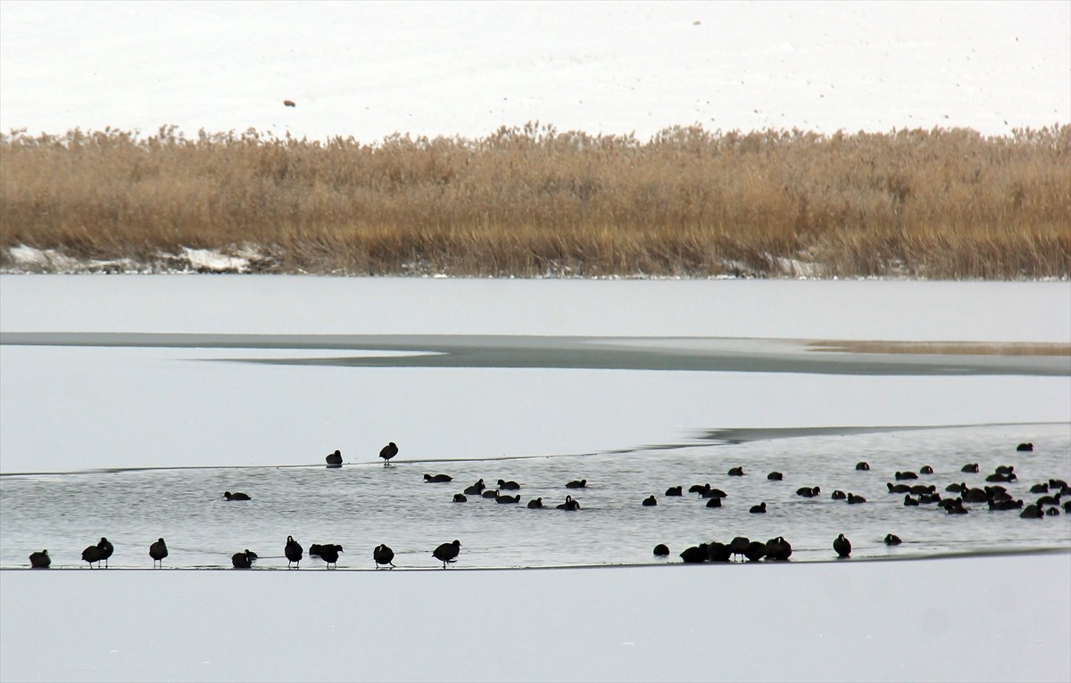Sivas'ta etkili olan soğuk hava nedeniyle Hafik Gölü'nün yüzeyi kısmen buzla...